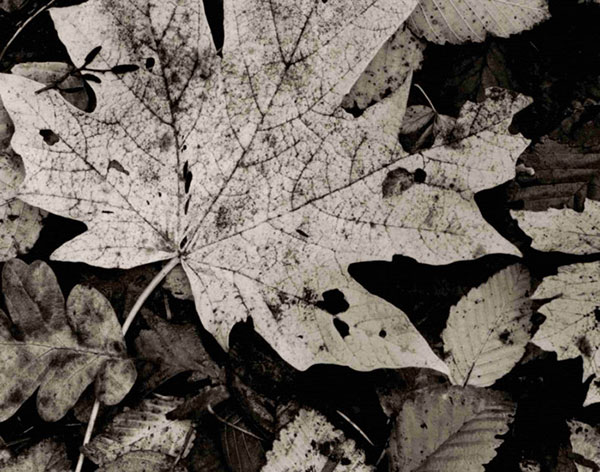 Kompatibelt Landskap till JAHRRIESNGE leaf-lpf00762  Kompatibelt Landskap JAHRRIESNGE  till leaf-lpf00762
