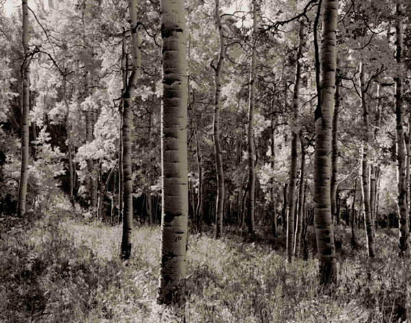 Kompatibelt Landskap till JAHRRIESNGE forest-lpf00765  Kompatibelt Landskap JAHRRIESNGE  till forest-lpf00765