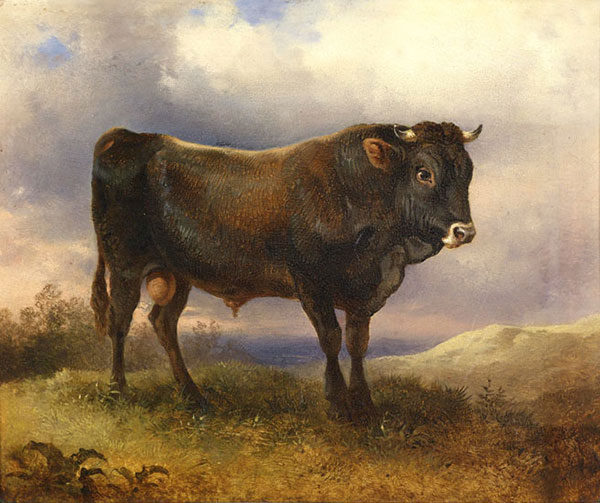 Kompatibelt djur till Jahrriesnge Angus-cattle-lpf02596  Kompatibelt djur Jahrriesnge  till Angus-cattle-lpf02596