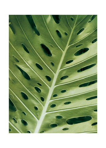 Kompatibelt Blommig till JAHRRIESNGE leaf lpf04866  Kompatibelt Blommig JAHRRIESNGE  till leaf lpf04866