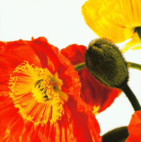 Kompatibelt Blommig till JAHRRIESNGE flowers lpf04990  Kompatibelt Blommig JAHRRIESNGE  till flowers lpf04990