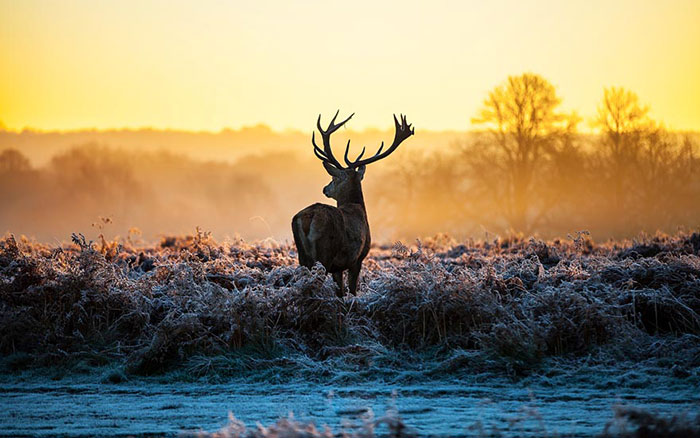 Kompatibelt djur till Jahrriesnge deer lpf08628  Kompatibelt djur Jahrriesnge  till deer lpf08628