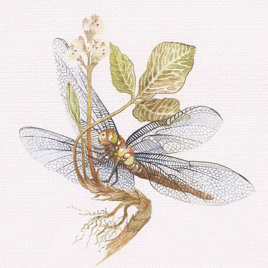 Kompatibelt djur till Jahrriesnge dragonfly lpf08678  Kompatibelt djur Jahrriesnge  till dragonfly lpf08678