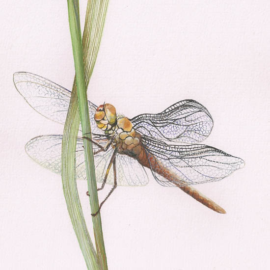 Kompatibelt djur till Jahrriesnge dragonfly lpf08680  Kompatibelt djur Jahrriesnge  till dragonfly lpf08680