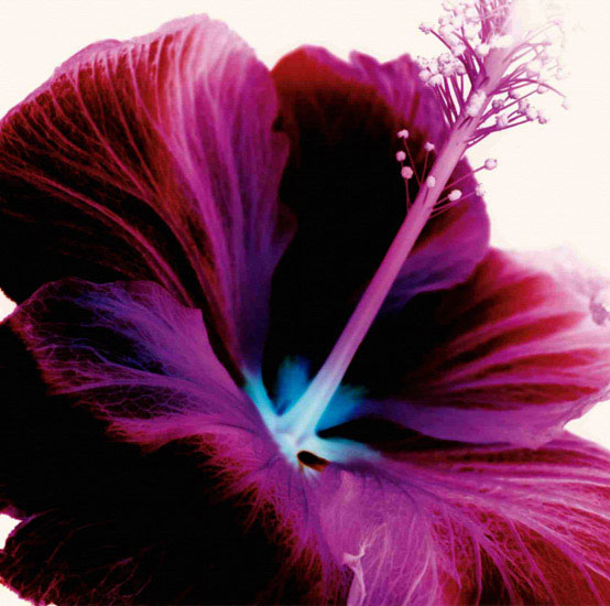Kompatibelt Blommig till JAHRRIESNGE flowers lpf09991  Kompatibelt Blommig JAHRRIESNGE  till flowers lpf09991