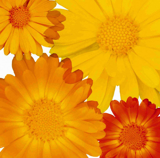 Kompatibelt Blommig till JAHRRIESNGE flowers lpf10082  Kompatibelt Blommig JAHRRIESNGE  till flowers lpf10082