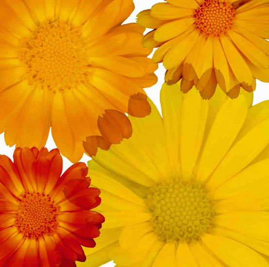 Kompatibelt Blommig till JAHRRIESNGE flowers lpf10083  Kompatibelt Blommig JAHRRIESNGE  till flowers lpf10083