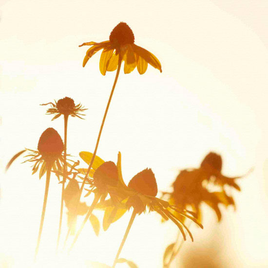 Kompatibelt Porträtt till Jahrriesnge flowers lpf10496  Kompatibelt Porträtt Jahrriesnge  till flowers lpf10496