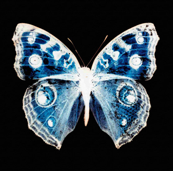 Kompatibelt djur till Jahrriesnge butterfly lpf10547  Kompatibelt djur Jahrriesnge  till butterfly lpf10547
