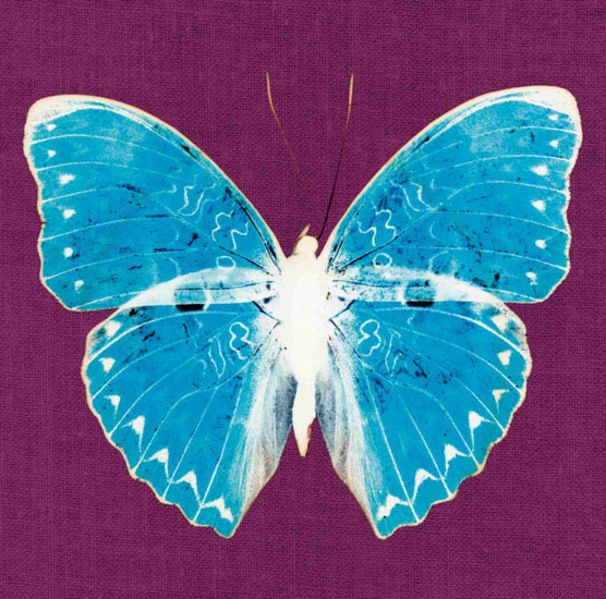 Kompatibelt djur till Jahrriesnge butterfly lpf10549  Kompatibelt djur Jahrriesnge  till butterfly lpf10549