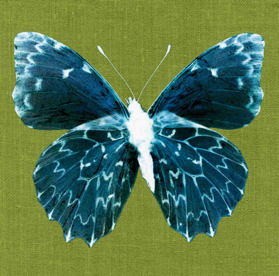 Kompatibelt djur till Jahrriesnge butterfly lpf10550  Kompatibelt djur Jahrriesnge  till butterfly lpf10550