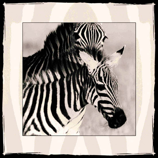 Kompatibelt djur till Jahrriesnge zebra lpf10649  Kompatibelt djur Jahrriesnge  till zebra lpf10649