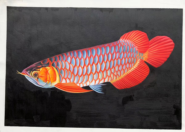 Kompatibelt djur till Jahrriesnge fish lpg2672  Kompatibelt djur Jahrriesnge  till fish lpg2672